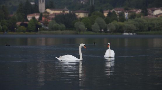 Residence Borgo del Cigno – BILOCALI